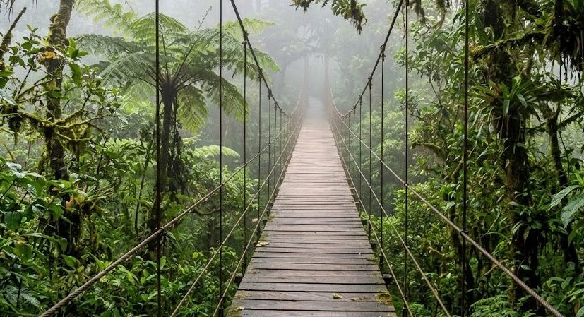 Ecotourism in Costa Rica: A suspension bridge in the lush canopy of the Monteverde Cloud Forest Reserve.